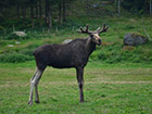 Park łosi w Szwecji