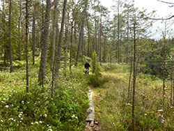 Park narodowy w Szwecji