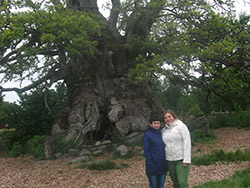 Stary dąb